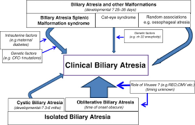 We did not find results for: Patterns Of Clinical Biliary Atresia Download Scientific Diagram