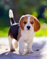 Look At Those Puppy Eyes Cute Beagles Puppy Eyes Pets