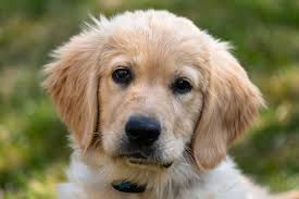 Golden retriever puppies georgia 500. Most Popular Golden Retriever Names Of 2021 And 500 Other Ideas Golden Hearts