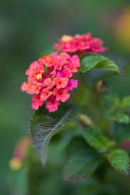 Rhs Advice Tips On Garden Indoor Plants Plant Finder Selector Rhs Gardening