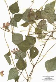 Image result for Phaseolus coccineus