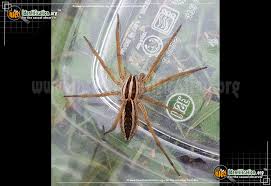 Lycosids are common in fields and meadows, but also. Rabid Wolf Spider Rabiosa Rabida
