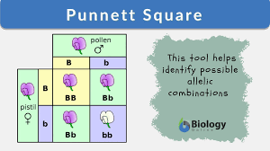 Ioritz lezealde | last updated: Punnett Square Definition And Examples Biology Online Dictionary