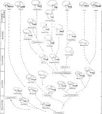 figure 2 from primate evolution evidence from the fossil