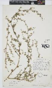 Image result for Otholobium foliosum