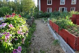 Check spelling or type a new query. My Beautiful Clematis Piilu Sara S Kitchen Garden
