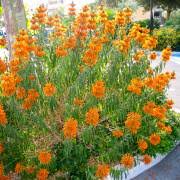 Image result for Coleus cylindraceus