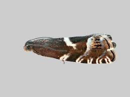 Image result for Cydia strobilella