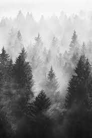 Random Inspiration 305 Black And White Landscape Black And White Tree Nature Photography