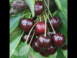 This means more fruit per pound with less weight from the pits. Dwarf Cherry Tree Youtube