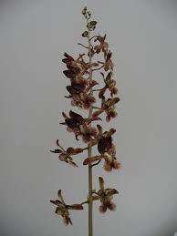 Image result for Oeceoclades saundersiana