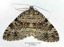 Image result for Entephria polata