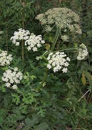 Image result for Heracleum