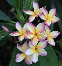 Jl Kona Sunset Plumeria Plumeria Plumeria Flowers Flowers
