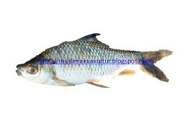 Maybe you would like to learn more about one of these? Muslim Homepage Ikan Aro Putih