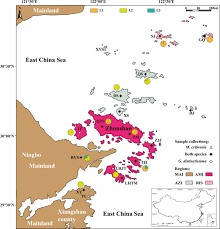 Image result for Euphorbia distinctissima