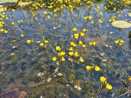 Image result for Utricularia