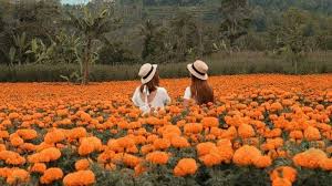 Jika tertarik untuk menanam tanaman ini di rumah, yuk, simak cara. Melihat Keindahan Gemitir Garden Wisata Taman Bunga Marigold Di Bali Yang Instagramable Tribunnews Com Mobile