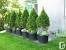 Balcony Potted Plants For Privacy