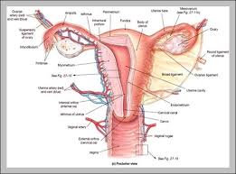 Diagram Body Organs Catalogue Of Schemas