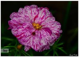 Kedi Tirnagi 2 Ipek Cicegi Portulaca Grandiflora Plants Flowers