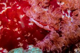 Image result for Corallocarpus schimperi