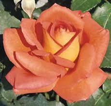 Rose | Il Giardino degli Angeli