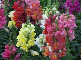 Pin On Landscape And Plant Ideas