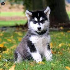 Sara Alaskan Malamute Puppy For Sale In Pennsylvania Alaskan Malamute Puppies Malamute Puppies Puppies