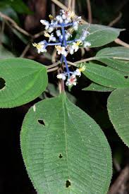 Image result for Antherotoma debilis