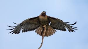 Although a few yearlings breed successfully, most. How Much Weight Can A Hawk Carry