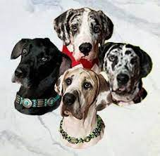 Are you thinking about great dane adoption? Dog For Adoption More Danes A Great Dane In Coal City Il Petfinder