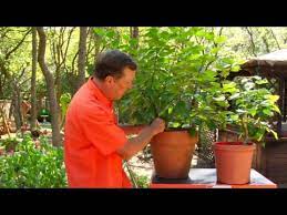 There are a few considerations to keep in mind: Gardening Tips Caring For Hibiscus Plants Youtube