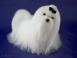 Pin By Yanina Mosnitskaya On Needle Felted Dogs Animals By Yanart Felt Dogs Needle Felted Dog Pet Dogs