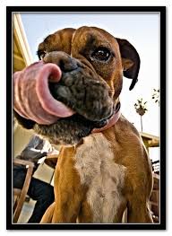 Slurp Boxer Love Boxer Dogs Boxer And Baby