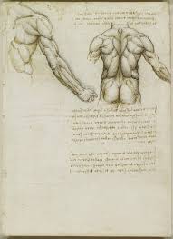 475x550 anatomy coloring book muscles plus muscular system human side. Download The Sublime Anatomy Drawings Of Leonardo Da Vinci Available Online Or In A Great Ipad App Open Culture