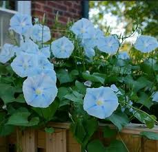 Image result for Ipomoea tricolor
