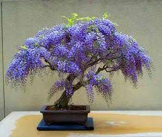 Enter your email address to receive alerts when we have new listings available for bonsai trees for sale. 20 Inspiration Bonsai Seeds For Sale South Africa Pink Wool