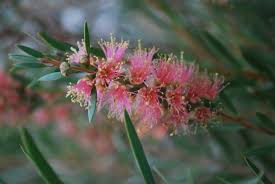 Image result for Callistemon