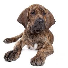 Er war (und ist teilweise noch) der ursprüngliche farmhund in den weiten südamerikas, der sowohl als wachhund gegen eindringlinge vorgehen, als auch beim bändigen von großvieh und bejagen wildtieren seinen einsatz fand. Fila Brasileiro Mastiff Rassebeschreibung Zucht Dogbible