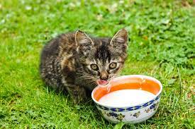 Should I Give My Cat Cow S Milk Vet Help Direct