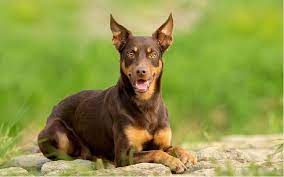 Best undermount kitchen sink reviews 2021 | top 10 undermount kitchen sinks for your renovation. Australian Kelpie S Mild Temperament With Eager Personality And Child Friendly Too
