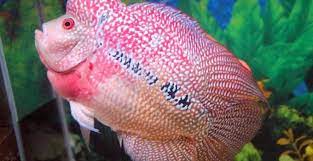 Tentunya ukuran akuarium juga disesuaikan dengan kebutuhan anda dan lebih besar lebih baik. Ikan Louhan Cara Merawat Budidaya Pakan Harga Jual Lengkap