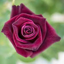 It calms the mind, supports the memory, healthy eyes and ears. 21 Special Rose Color Meanings Rose Flower Meanings For Valentine S Day