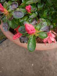 Azalea Leaves Turning Brown Black Bbc Gardeners World Magazine