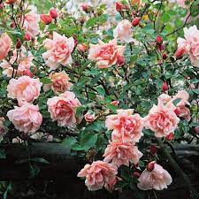 Albertine David Austin Roses Red Climbing Roses Rose
