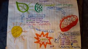 The chemical equation for aerobic cellular respiration is: Https Orise Orau Gov Resources K12 Documents Lesson Plans Intro To Photosynthesis Pdf