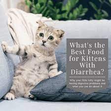 What Is The Best Kitten Food For Diarrhea Pethelpful