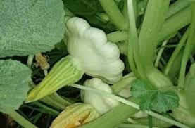 Early White Bush Scallop Summer Squash