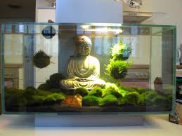 Buddha Moss Balls Fish Tank Aquarium Fish Tank Aquarium Design